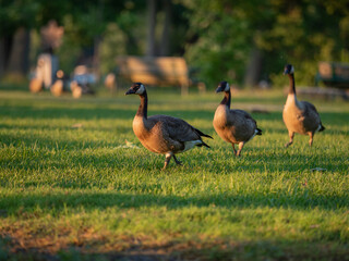 Greylag goose (anser anser) feeding on green flower meadow. Grey geese looking at me.