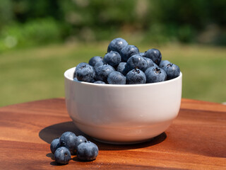 Closeup of Duke variety blueberry bushes loaded with large ripe blueberries on a u-pick farm on a sunny summer day, nutritious organic fruit, part of heathy lifestyle and diet