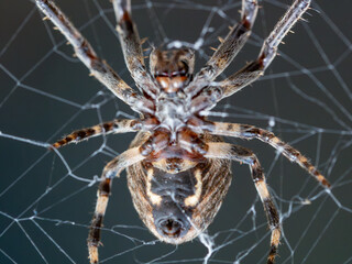 spider in a web on a blurred natural green background. Selective focus. High-quality photo Close-up macro shot of a European garden spider (cross spider, Araneus diadematus) sitting in a spider web