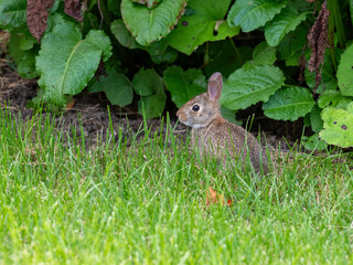 European hare, Lepus europaeus, a mammal of the Leporidae family. Very cute animal, very long ears. A herbivorous mammal with beautiful fur and long ears.