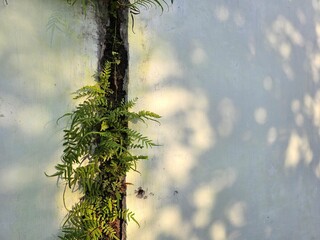 A wild fern, Pteridium aquilinum, grows vertically and thrives in the cracks of a building wall, symbolizing the resilience of wild plants. Shadowed by a nearby tree, it adds a natural touch.