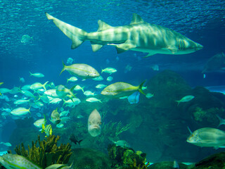 Big Aquarium With Small And Big Fish