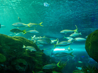 Obraz premium Big Aquarium With Small And Big Fish