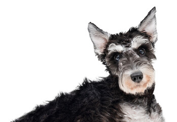 Miniature schnauzer puppy lies and looks at the camera isolated