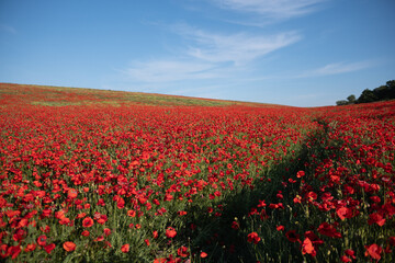 Red poppy field under a blue sky with white clouds.