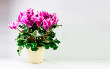 A banner with space for text. Purple cyclamen on a white background