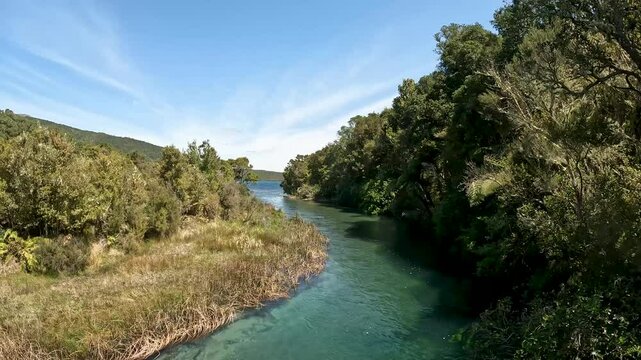 Tarawera River and Rainforest Landscape: Lush Native Forest and Scenic Gorge in Bay of Plenty, New Zealand