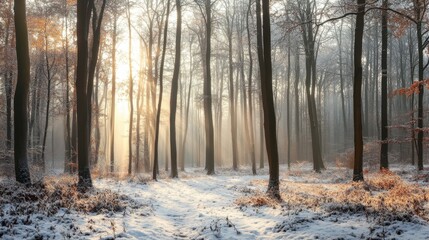 Winter forest landscape with soft sunlight filtering through bare trees and light snow covering the ground