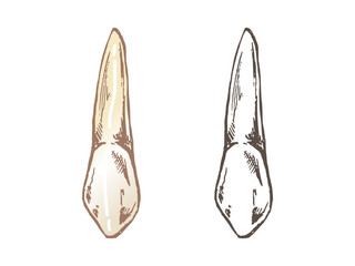 Highly detailed hand drawn human tooth  with roots. Hand drawn sketch. Fang illustration isolated on white background.