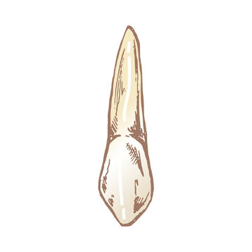 recommend clip art: Highly detailed hand drawn human tooth  with roots. Hand drawn sketch. Fang illustration isolated on white background.
