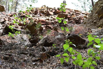 Abraum-Halde von einer alten Erzmine in Kopparberg, Schweden