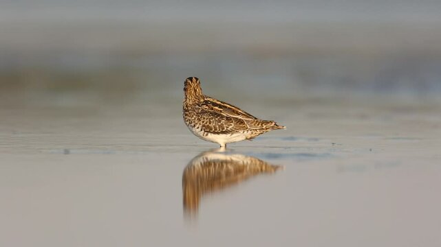Shore bird Common snipe Gallinago gallinago small bird with long beak, Poland Europe