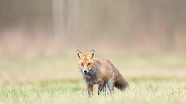 Mammals Fox Vulpes vulpes in spring scenery, Poland Europe, animal walking among spring meadow