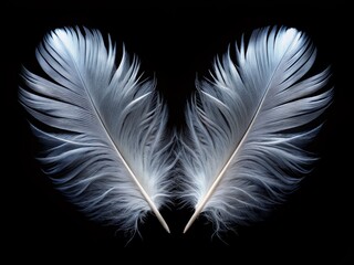 Isolated two identical white feathers facing each other in perfect symmetry on a dark mysterious black background, conveying harmony and balance in nature.