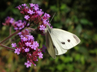 Small white butterfly (Pieris rapae), female feeding on purple verbena flowers