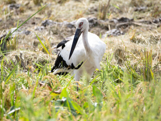 Oriental White Stork in rice field
