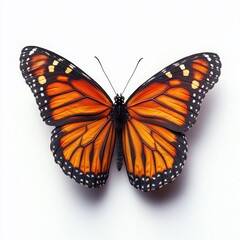 Obraz premium Monarch Butterfly Elegance: A vibrant monarch butterfly against a pristine white backdrop, showcasing the intricate details of its wings. 