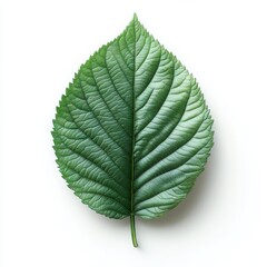 Obraz premium The Essence of Green: A solitary leaf, vibrant and full of life, lies against a pristine white backdrop, embodying the essence of nature's simple beauty. 