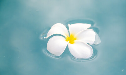 A Plumeria flower floats on the water in a pond. White tropical frangipani flower. Tropical landscape of beautiful plants and flowers. The concept of calm and tranquility.