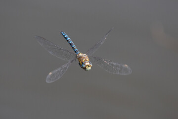 Königslibelle im Flug
