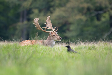 Damhirsch und Krähe 