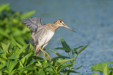 Pin-tailed Snipe trying to land in the marsh. The pin-tailed Snipe or pintail snipe (Gallinago stenura ) is a bird species in the family Scolopacidae.