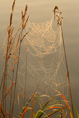 Pajęczyny wśród traw. Wschód słońca. 