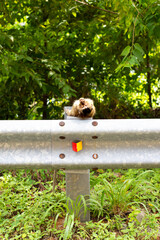 Monkey-ing Around on Con Dao