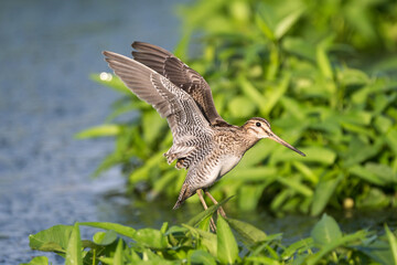 Pin-tailed Snipe trying to land in the marsh. The pin-tailed Snipe or pintail snipe (Gallinago stenura ) is a bird species in the family Scolopacidae.