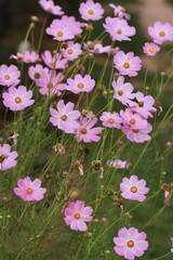 Różowe kwiaty kosmosy zwane "warszawiankami" kwitna pięknie. Kwitnącuy ogrod, sielski ogród kwiatowy