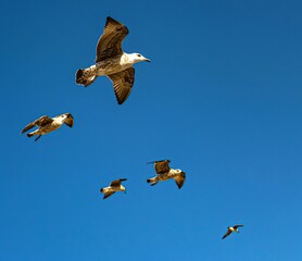 A flock of seagulls hovers over the island of Tabarca in the Spanish Mediterranean