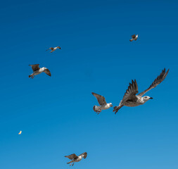 A flock of seagulls hovers over the island of Tabarca in the Spanish Mediterranean