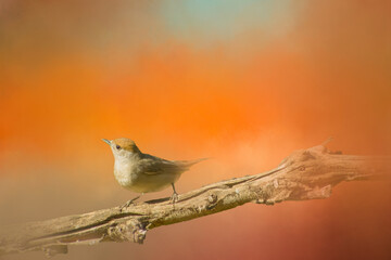 Collage style seamless pattern design. Hand-sketched bird on dahlia flower. Trendy background with botanical, geometric shapes, and abstract elements. Perfect for print, wrapping paper, packaging.