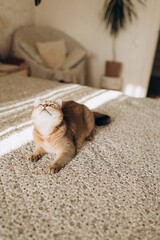 A domestic cat with big eyes sits in a room