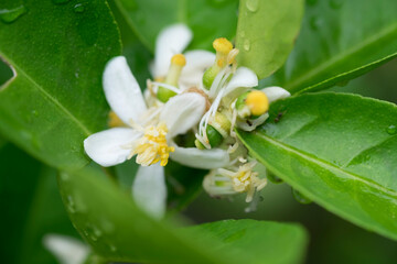 Blossom flower of lime with green leaf and small insects on lime tree with water drop from raining close up selective focus.
