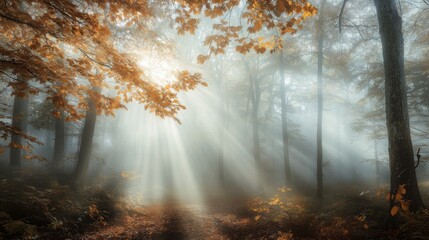 Obraz premium A path winds through a foggy forest. Sunlight pierces the dense canopy, illuminating the trees and casting long shadows on the forest floor. Golden leaves litter the ground.
