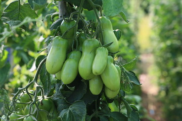 Green tomatoes ripen on bushes