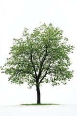 Obraz premium One elm tree isolated on white background.