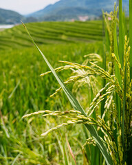 Green wheat field in summer in Sapa, north Vietnam