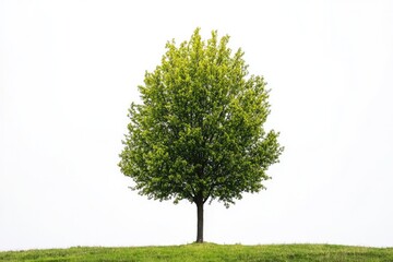 One poplar tree isolated on white background.