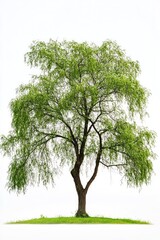 Fototapeta premium One willow tree isolated on white background.