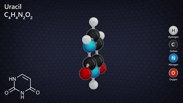 The 2d structure and a 3d model of molecule Uracil (C4H4N2O2). Uracil (symbol U or Ur) is one of the four nucleotide bases in the nucleic acid RNA. 3d rendering. Seamless loop. Black background.