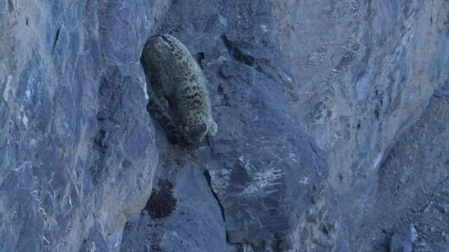 Snow leopard, Panthera uncia,  in rock habitat, wildlife nature. Snow leopard on stone in winter, sitting in the nature stone rocky mountain habitat, Spiti Valley, Himalayas in India. 