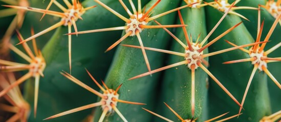 Close-up view of golden ball cactus, detailed row of spines