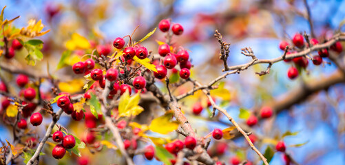 Red fruits of hawthorn on a tree, close-up. Crataegus berries, commonly called forest hawthorn.