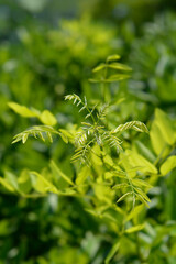 Weeping Japanese pagoda tree
