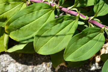 Obraz premium Double pink soapwort leaves