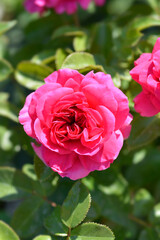 Rose Lovely Flower Village flower