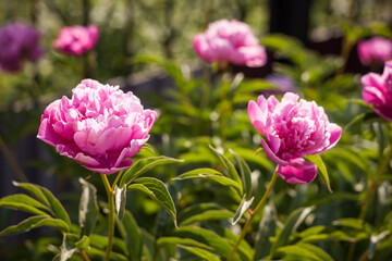 Pink peony (Paeonia)  flower among green leaves