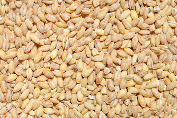 Detail of a surface covered with uncooked barley